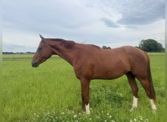 Wallach 3 Jahre