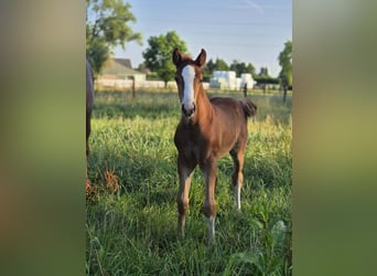 Belgian Warmblood, Stallion, Foal (06/2026), Chestnut-Red, in Putte