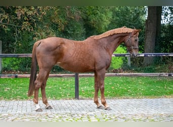 Belgisches Warmblut, Stute, 12 Jahre, 173 cm, Fuchs, in Kaulille