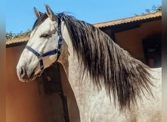 PRE Mix, Stallion, 4 years, 16.1 hh, Grey-Dapple, in Sevilla