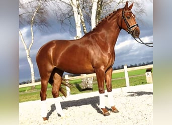 German Sport Horse, Gelding, 9 years, 16.1 hh, Chestnut-Red, in Madrid,