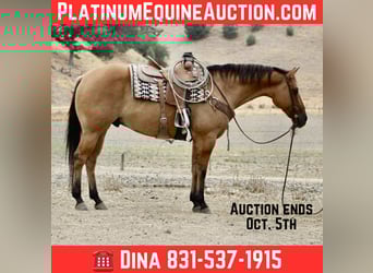Quarter horse américain, Hongre, 8 Ans, Isabelle, in Paicines, CA