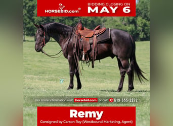 Quarter horse américain, Hongre, 7 Ans, 147 cm, Noir, in Pennington,