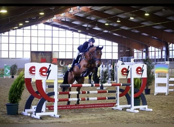 Rhinelander, Mare, 7 years, 16,3 hh, Brown, in Lohmar,