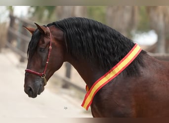 PRE, Stallion, Bay, in Torrevieja,