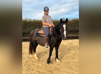Cob Irlandese / Tinker / Gypsy Vanner, Giumenta, 3 Anni, 147 cm, Morello, in Daleiden