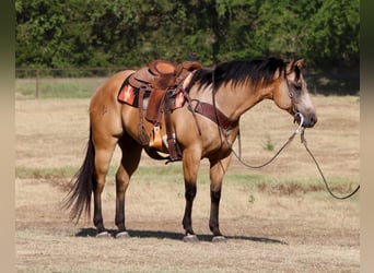 Quarter horse américain, Hongre, 12 Ans, 155 cm, Buckskin, in Fort Worth TX,