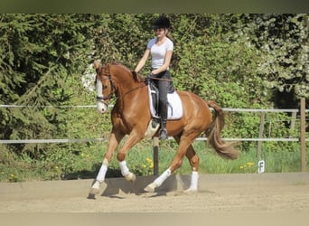 Wallach 13 Jahre