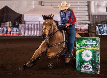 American Quarter Horse, Ruin, 7 Jaar, 163 cm, Buckskin, in BC, Canada