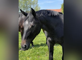 Oldenburg-International (OS), Mare, 1 year, 16.2 hh, Can be white, in MünsingenMünsingen,