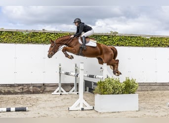 German Sport Horse, Mare, 4 years, 15.2 hh, Chestnut-Red, in Waddinxveen