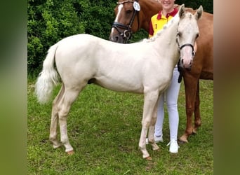 Hengst 
