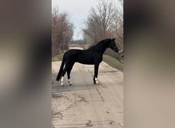 Caballo castrado 6 años