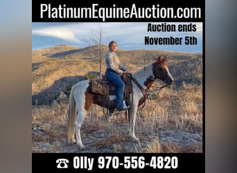 Missouri Foxtrotter, Gelding, 9 years, 14.1 hh, Tobiano-all-colors, in Nunn Co,