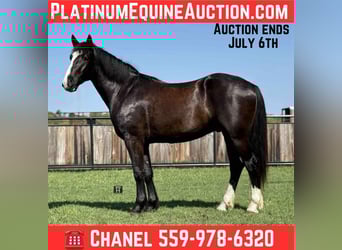 Cheval de trait, Hongre, 3 Ans, 165 cm, Noir, in Jacksboro TX