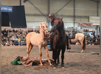 PRE, Stallion, 1 year, Palomino, in Caumont