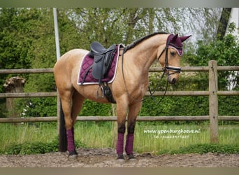 Andalusian Mix, Gelding, 4 years, 15.2 hh, Dun, in Den Haag,