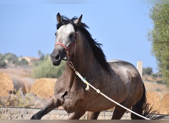 PRE, Stallion, 3 years, 16.1 hh, Dun, in Mallorca,