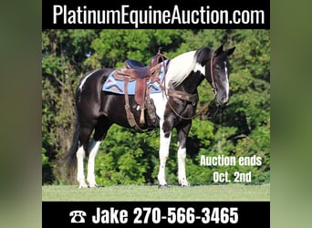 Tennessee walking horse, Hongre, 14 Ans, 157 cm, Tobiano-toutes couleurs, in Jamestown KY,