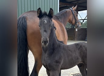 Oldenburg, Stallion, 1 year, Black, in Hilden,