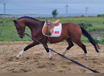Gelding 4 years