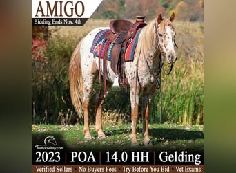 Appaloosa, Ruin, 3 Jaar, 142 cm, Roodvos, in Hesperia, MI