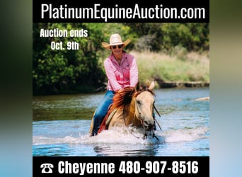American Quarter Horse, Wallach, 14 Jahre, Buckskin, in Stephenville, TX,
