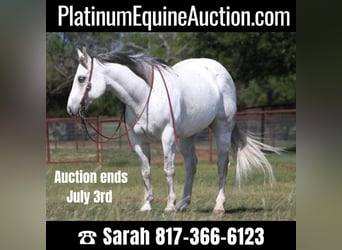 Quarter horse américain, Hongre, 15 Ans, 152 cm, Gris, in Weatherford TX,