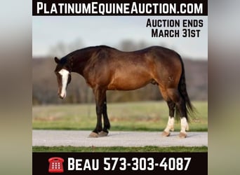 Quarter horse américain, Hongre, 5 Ans, 147 cm, Bai cerise, in Sweet Springs MO,