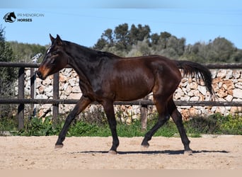 Cheval de sport espagnol, Jument, 4 Ans, 160 cm, Bai, in Menorca,