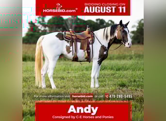 Tennessee walking horse, Gelding, 15 years, 15,2 hh, in Hector, AR