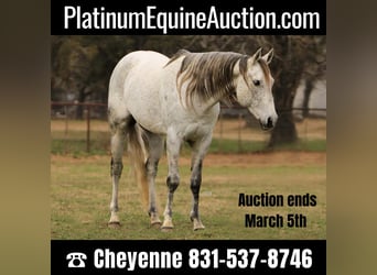American Quarter Horse, Wallach, 9 Jahre, 150 cm, Schimmel, in Weatherford TX,