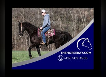 Tennessee walking horse, Ruin, 14 Jaar, 152 cm, Zwart, in Parkers Lake. KY,