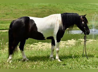 Weitere Ponys/Kleinpferde, Wallach, 9 Jahre, 112 cm, Schecke, in Fresno, Oh