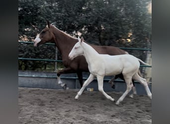 PRE, Stallion, Foal (01/2024), 14.2 hh, Palomino, in Malaga,