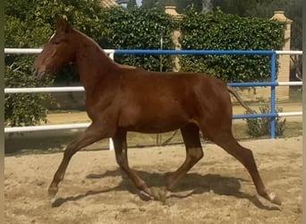 PRE, Ogier, 1 Rok, 167 cm, Kasztanowata, in Fuentes De Andalucia