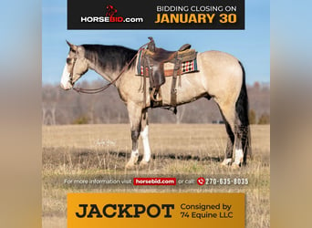 Quarter horse américain, Hongre, 6 Ans, 152 cm, Buckskin, in Madisonville, KY,