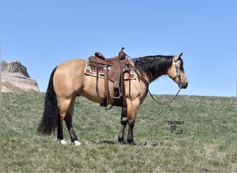 American Quarter Horse, Wallach, 5 Jahre, 145 cm, Buckskin, in Bayard, Nebraska,