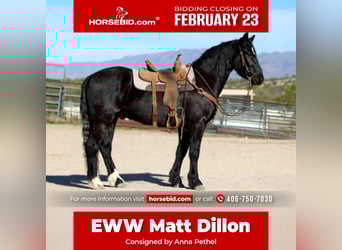 Cob Irlandese / Tinker / Gypsy Vanner Mix, Castrone, 4 Anni, 152 cm, Morello, in Wickenburg