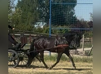 Sportivo Ungherese / Sportivo dell'Ungheria, Castrone, 6 Anni, 165 cm, Morello, in Tass