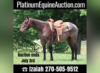 Quarter horse américain, Jument, 12 Ans, 150 cm, Roan-Bay, in Rineyville KY,