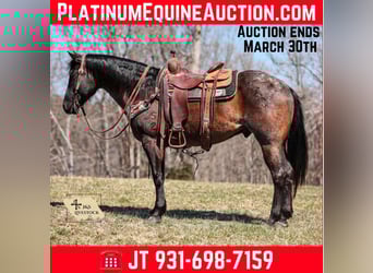 American Quarter Horse, Gelding, 8 years, 15.1 hh, Roan-Blue, in Santa Fe, TN,