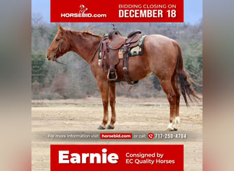 Quarter horse américain, Hongre, 6 Ans, 152 cm, Rouan Rouge, in Beaver Springs,