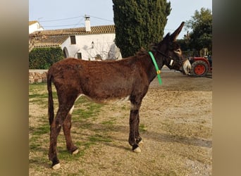 Burro, Yegua, 5 años, 152 cm, Negro, in BERGA, BARCELONA