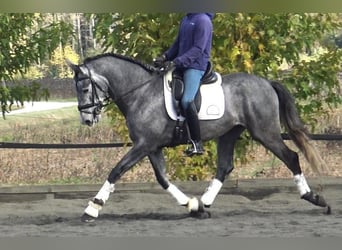 PRE Mix, Stallion, 4 years, 16 hh, Gray, in Barcelona,