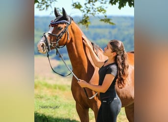 German Riding Pony, Gelding, 8 years, 14,1 hh, Chestnut-Red, in Limburg an der Lahn,