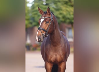 Hanoverian, Stallion, Brown, in Lemwerder,