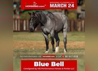 Shire Horse, Yegua, 5 años, 160 cm, Ruano azulado, in Stephenville, TX,