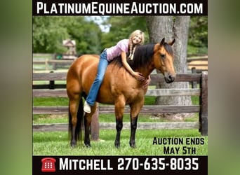 Quarter horse américain, Hongre, 10 Ans, 157 cm, Buckskin, in Madisonville KY,