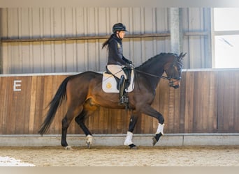 KWPN, Wallach, 4 Jahre, 170 cm, Dunkelbrauner, in Harlingen,